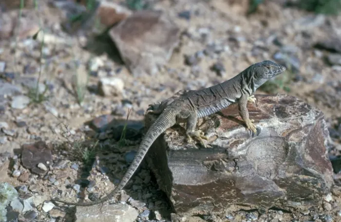 Framed Print : Jordan Lizard (Acanthodactylus grandis) Close-up / standing on rock Framed Print : Jordan Lizard (Acanthodactylus grandis) Close-up / standing on rock