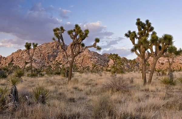 Joshua Tree (Yucca brevifolia) growing in desert habitat in evening sunlight, Joshua Tree N. P