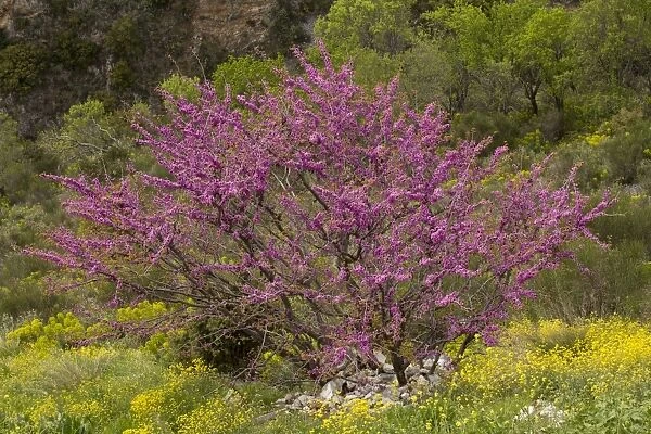 Judas Tree (Cercis siliquastrum) habit, flowering amongst wildflowers, Pilion, Greece, April