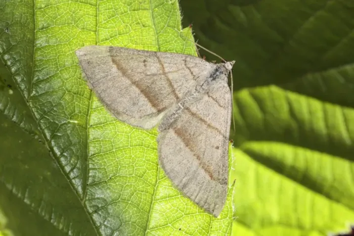 Framed Print : July Belle (Scotopteryx luridata) adult, resting on leaf, Powys, Wales, july Framed Print : July Belle (Scotopteryx luridata) adult, resting on leaf, Powys, Wales, july