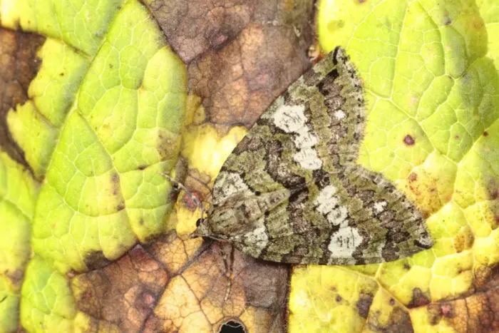 Framed Print : July Highflyer (Hydriomena furcata) adult, resting on leaf, Powys, Wales, august Framed Print : July Highflyer (Hydriomena furcata) adult, resting on leaf, Powys, Wales, august