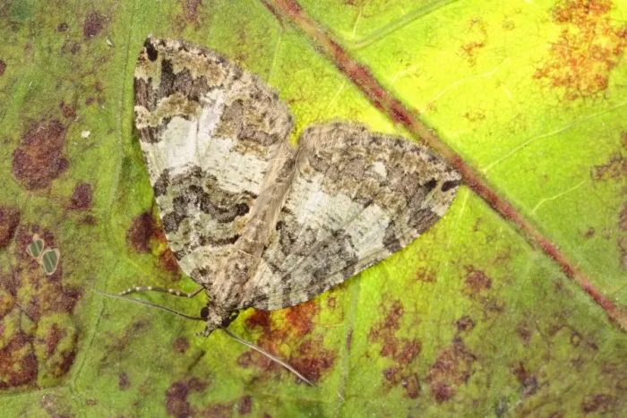 Framed Print : July Highflyer (Hydriomena furcata) adult, resting on leaf, Powys, Wales, july Framed Print : July Highflyer (Hydriomena furcata) adult, resting on leaf, Powys, Wales, july