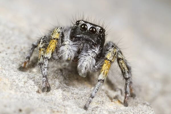 Jumping Spider (Philaeus chrysops) adult male, Ile St. Martin, Aude, Languedoc-Roussillon, France, May