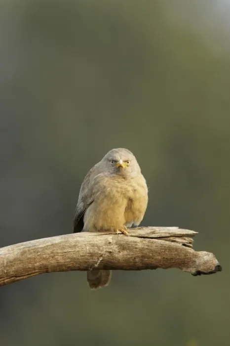 Framed Print : Jungle Babbler (Turdoides striatus) adult, perched on broken branch, Keoladeo Ghana N. P. (Bharatpur), Rajasthan, India Framed Print : Jungle Babbler (Turdoides striatus) adult, perched on broken branch, Keoladeo Ghana N. P. (Bharatpur), Rajasthan, India