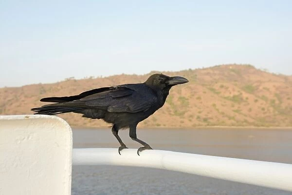 Jungle Crow (Corvus macrorhynchos) adult, perched on ship, Komodo Island, Komodo N. P