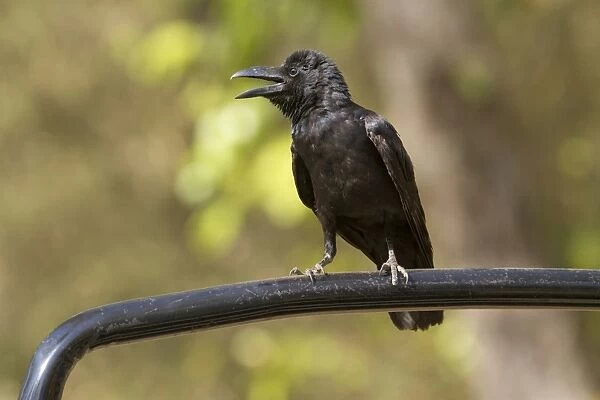 Jungle Crow (Corvus macrorhynchos) adult, calling, perched on bar, Kanha N. P. Madhya Pradesh, India