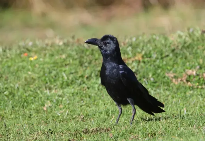 Framed Print : Jungle Crow (Corvus macrorhynchos culminatus) adult, standing on grass, Horton Plains N. P. Sri Lanka, december