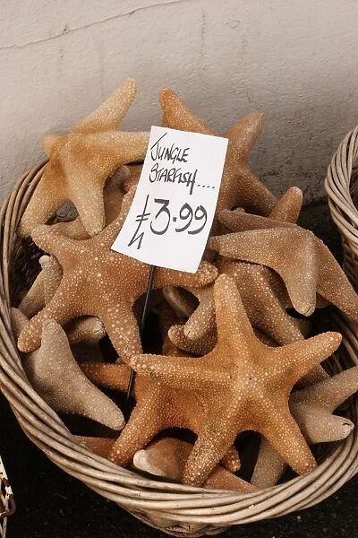 Jungle Starfish, dried starfish sold as marine curios, in basket outside seaside shop, Cornwall, England, october