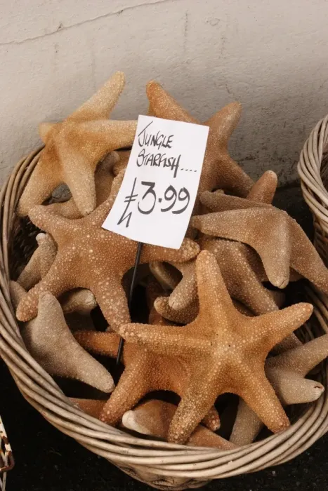 Framed Print : Jungle Starfish, dried starfish sold as marine curios, in basket outside seaside shop, Cornwall, England, october