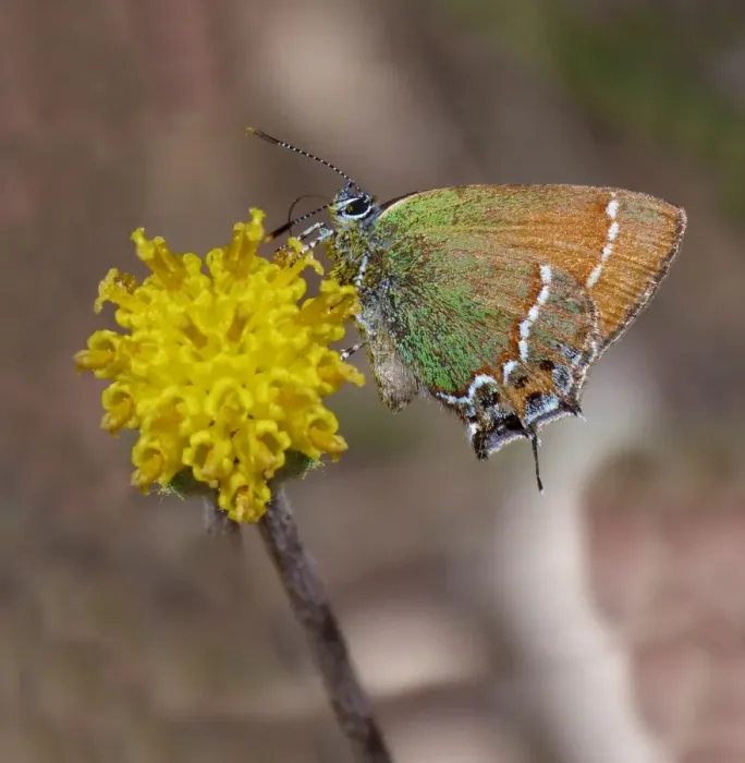 Framed Print : Juniper Hairstreak (Callophrys gryneus) adult female, feeding on flower, Utah, U. S. A. May Framed Print : Juniper Hairstreak (Callophrys gryneus) adult female, feeding on flower, Utah, U. S. A. May