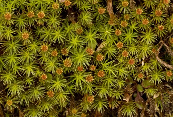 Framed Print : Juniper-leaved Hair Moss (Polytrichum juniperinum) male plants with archegonia, Exmoor N. P. Somerset, England, march Framed Print : Juniper-leaved Hair Moss (Polytrichum juniperinum) male plants with archegonia, Exmoor N. P. Somerset, England, march