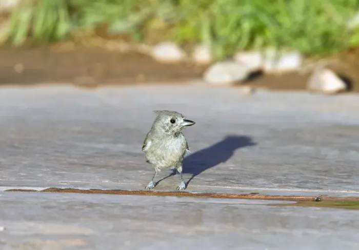 Framed Print : Juniper Titmouse - Utah America Framed Print : Juniper Titmouse - Utah America