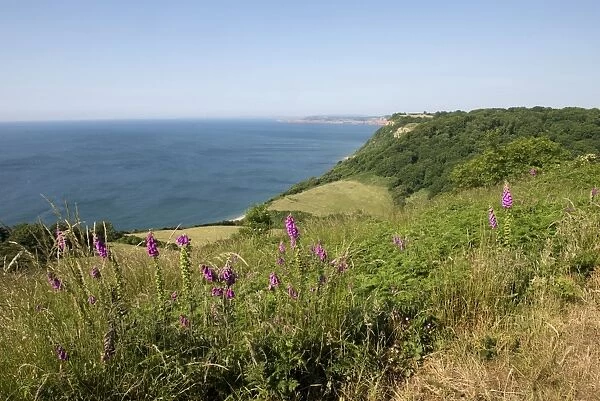 Jurassic Coast at Weston Mouth near Sidmouth on a fine high summer day with foxgloves flowering with blue sky