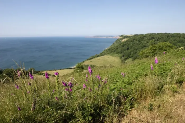 Framed Print : Jurassic Coast at Weston Mouth near Sidmouth on a fine high summer day with foxgloves flowering with blue sky Framed Print : Jurassic Coast at Weston Mouth near Sidmouth on a fine high summer day with foxgloves flowering with blue sky
