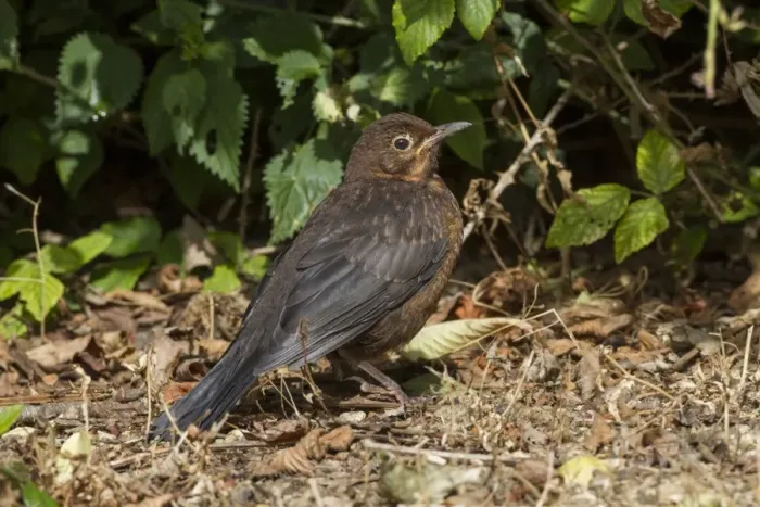 Framed Print : Juvenile Blackbird Framed Print : Juvenile Blackbird
