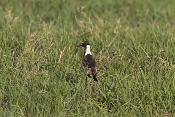 Framed Print : Juvenile Blacksmith Lapwing or Blacksmith Plover, note the wing spurs. Occurs commonly from Kenya through central Framed Print : Juvenile Blacksmith Lapwing or Blacksmith Plover, note the wing spurs. Occurs commonly from Kenya through central