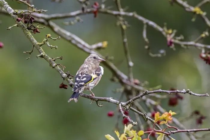 Framed Print : juvenile Goldfinch on Hawthorn tree, Autumn Framed Print : juvenile Goldfinch on Hawthorn tree, Autumn