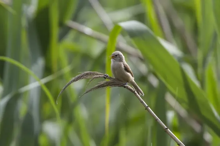 Framed Print : Juvenile Penduline Tit on reed. - Bulgaria Framed Print : Juvenile Penduline Tit on reed. - Bulgaria