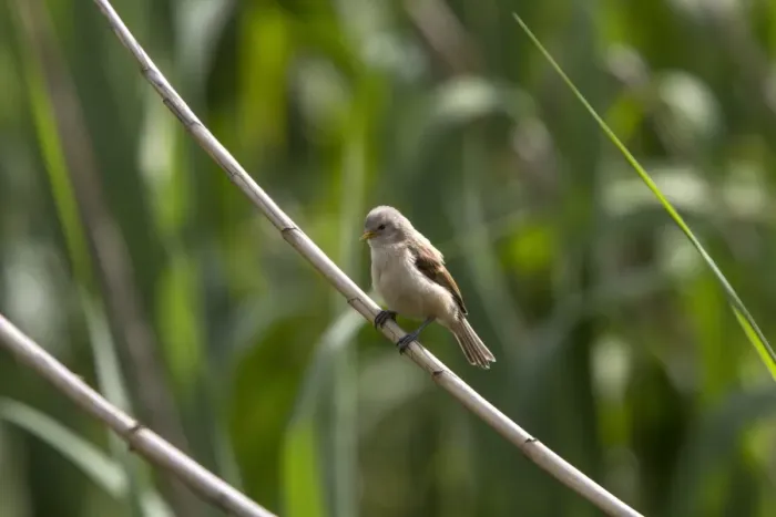 Framed Print : Juvenile Penduline Tit on reed. - Bulgaria Framed Print : Juvenile Penduline Tit on reed. - Bulgaria