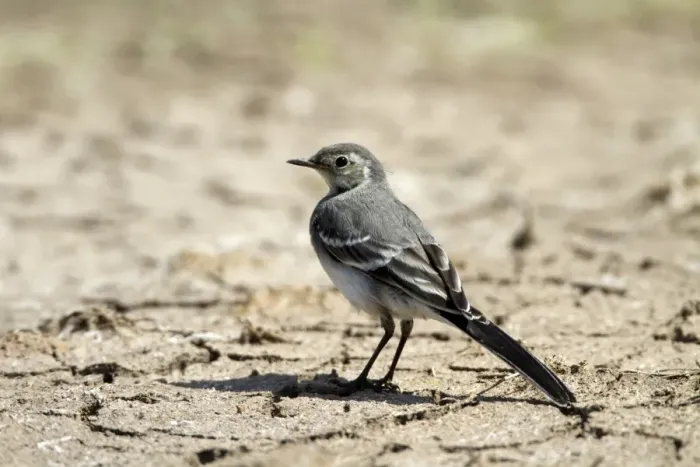 Framed Print : Juvenile Pied Wagtail on dry mud Framed Print : Juvenile Pied Wagtail on dry mud