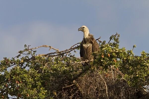 Juvenile White backed Vulture has a light coloured downy neck, this bird is at its old nest - Botswana