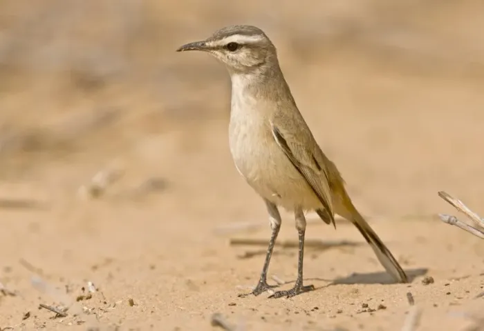 Framed Print : Kalahari Scrub-robin (Erythropygia paena) adult, standing on sand, Kalahari Desert, Kalahari Gemsbok N. P