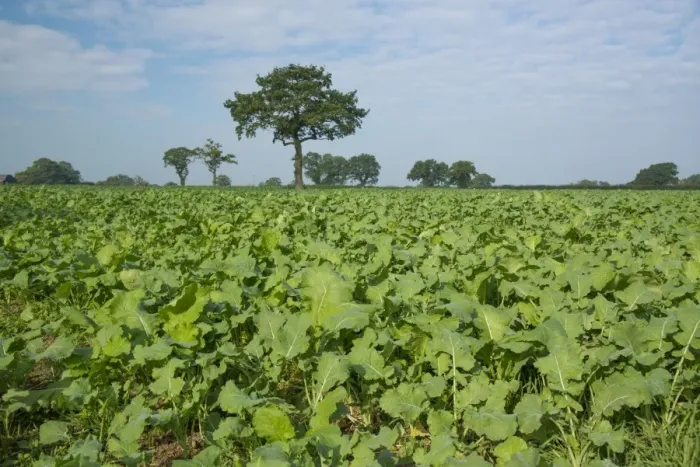 Framed Print : Kale (Brassica oleracea) and Stubble Turnip (Brassica rapa subsp. rapa) crop, field for grazing by dairy cows Framed Print : Kale (Brassica oleracea) and Stubble Turnip (Brassica rapa subsp. rapa) crop, field for grazing by dairy cows