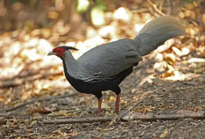 Framed Print : Kalij Pheasant (Lophura leucomelanos) adult male, standing in forest clearing, Kaeng Krachan N. P. Thailand, february Framed Print : Kalij Pheasant (Lophura leucomelanos) adult male, standing in forest clearing, Kaeng Krachan N. P. Thailand, february