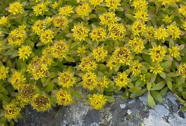 Kamchatka Stonecrop (Sedum kamtschaticum) flowering, September