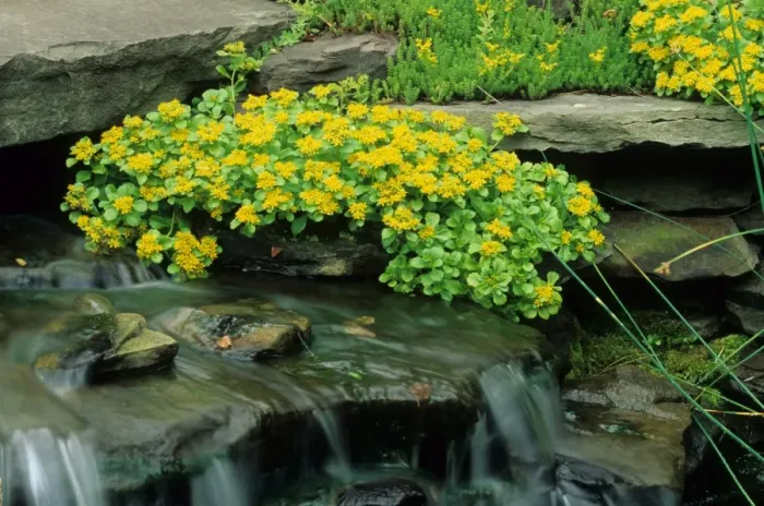 Framed Print : Kamchatka Stonecrop (Sedum kamtschaticum) flowering, growing beside cascade water feature in garden, U. S. A Framed Print : Kamchatka Stonecrop (Sedum kamtschaticum) flowering, growing beside cascade water feature in garden, U. S. A