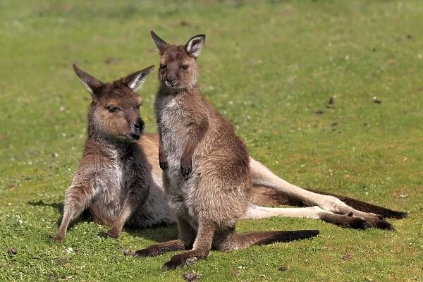 Kangaroo Island Kangaroo (Macropus fuliginosus fuliginosus) adult female with young, resting on short grass, Kangaroo Island, South Australia, Australia