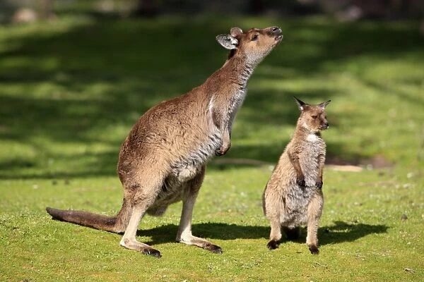 Kangaroo Island Kangaroo (Macropus fuliginosus fuliginosus) adult female with young, standing on short grass, Kangaroo Island, South Australia, Australia