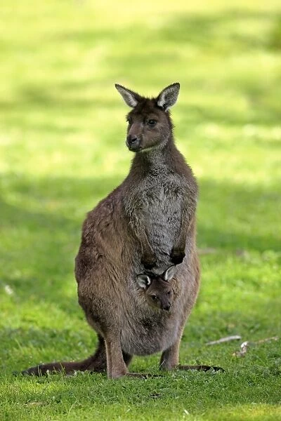 Kangaroo Island Kangaroo (Macropus fuliginosus fuliginosus) adult female with young in pouch, Kangaroo Island, South Australia, Australia