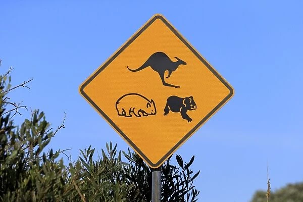Kangaroo, wombat and koala crossing road sign, Victoria, Australia, November