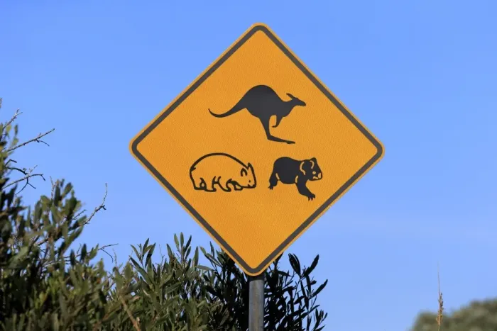Framed Print : Kangaroo, wombat and koala crossing road sign, Victoria, Australia, November Framed Print : Kangaroo, wombat and koala crossing road sign, Victoria, Australia, November