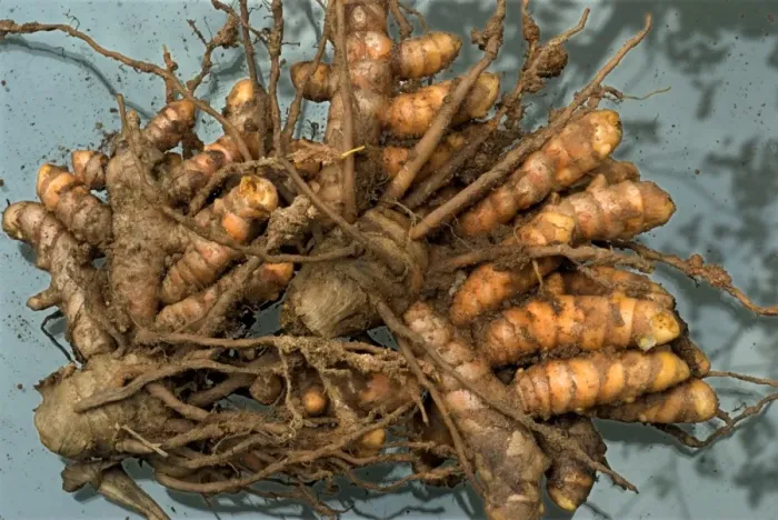 Framed Print : Kasturi Turmeric (Curcuma aromatica) tuberous rootstock, Trivandrum, Kerala, India