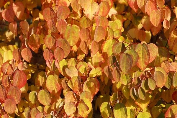 Katsura Tree (Cercidiphyllum japonicum) close-up of leaves, in autumn colour, in garden, Powys, Wales, October