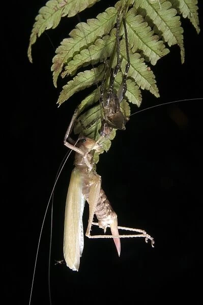 Katydid (Tettigoniidae sp. ) adult, moulting skin, hanging from leaf at night, Los Amigos Biological Station, Madre de Dios, Amazonia, Peru