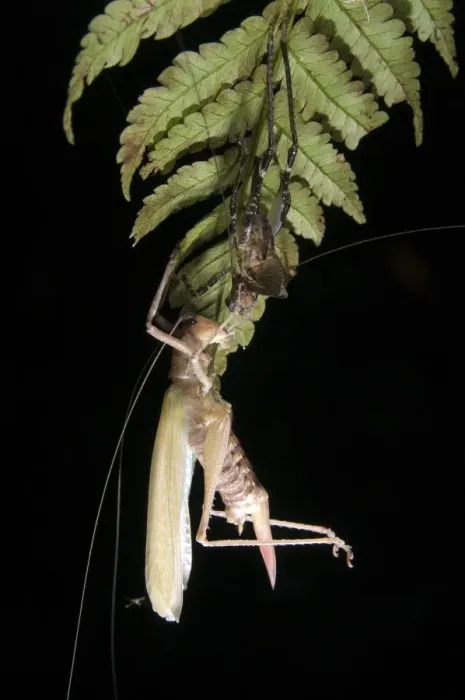 Framed Print : Katydid (Tettigoniidae sp. ) adult, moulting skin, hanging from leaf at night, Los Amigos Biological Station, Madre de Dios, Amazonia, Peru