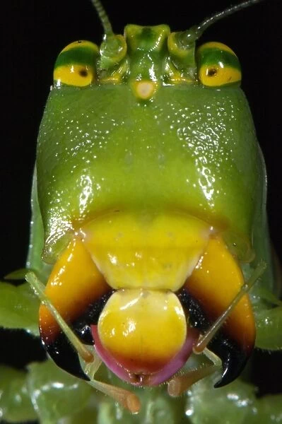 Katydid (Tettigoniidae sp. ) adult female, close-up of head, Los Amigos Biological Station, Madre de Dios, Amazonia, Peru