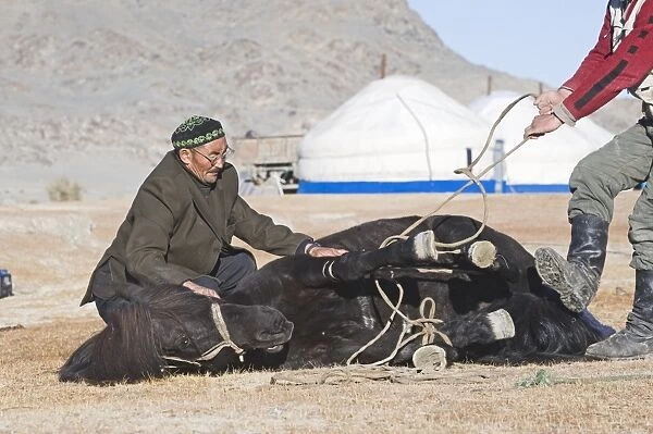 Kazakh nomads shoeing horse, Altai Mountains, Bayan-Ulgii, Western Mongolia, october