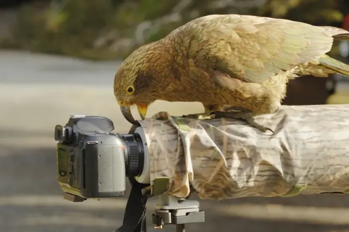 Framed Print : Kea (Nestor notabilis) adult, investigating camera with beak, Arthurs Pass, Southern Alps, South Island, New Zealand Framed Print : Kea (Nestor notabilis) adult, investigating camera with beak, Arthurs Pass, Southern Alps, South Island, New Zealand