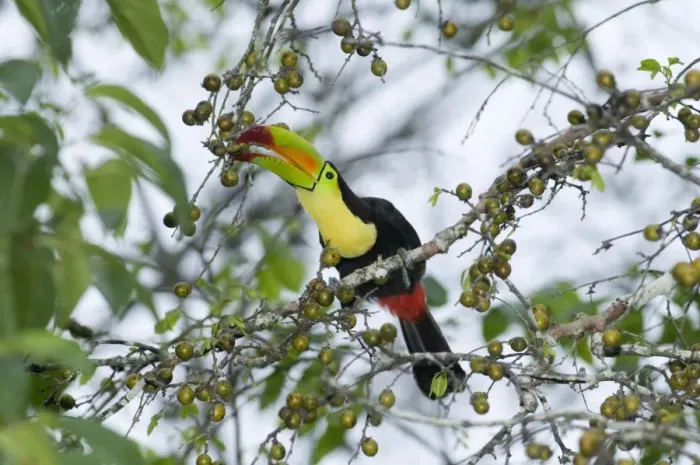 Framed Print : Keel-billed Toucan (Ramphastos sulfuratus) adult, feeding on fruit in tree, Tikal N. P. Peten, Guatemala Framed Print : Keel-billed Toucan (Ramphastos sulfuratus) adult, feeding on fruit in tree, Tikal N. P. Peten, Guatemala