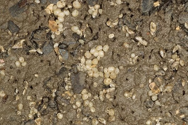 Kellyclam (Lasaea rubra) group, under boulder on beach, Kimmeridge Bay, Isle of Purbeck, Dorset, England, august