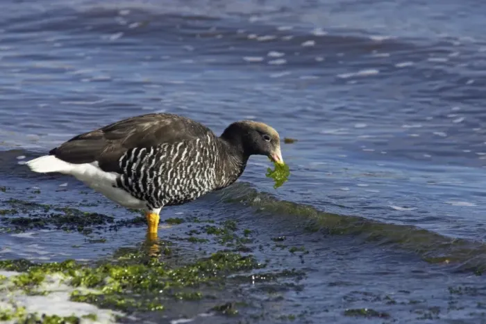 Framed Print : Kelp Goose (Chloephaga hybrida) adult female, feeding on seaweed along shoreline, Stanley, East Falkland, Falkland Islands Framed Print : Kelp Goose (Chloephaga hybrida) adult female, feeding on seaweed along shoreline, Stanley, East Falkland, Falkland Islands