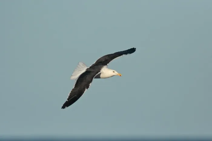 Framed Print : Kelp Gull (Larus dominicanus) adult, in flight, Rincon de Cobo, Buenos Aires Province, Argentina, april Framed Print : Kelp Gull (Larus dominicanus) adult, in flight, Rincon de Cobo, Buenos Aires Province, Argentina, april