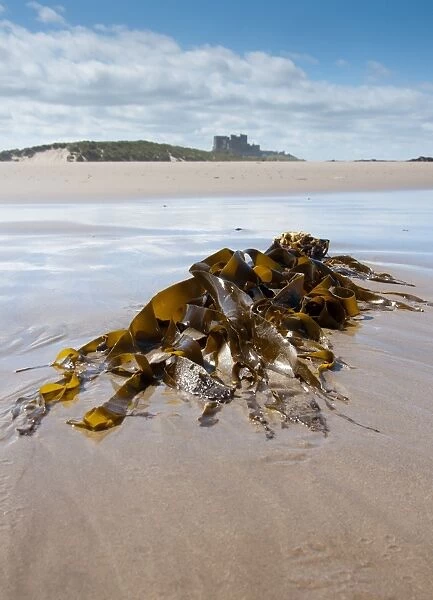 Kelp (Laminariales sp. ) fronds, washed up on beach, with Bamburgh Castle in distance, Bamburgh, Northumberland