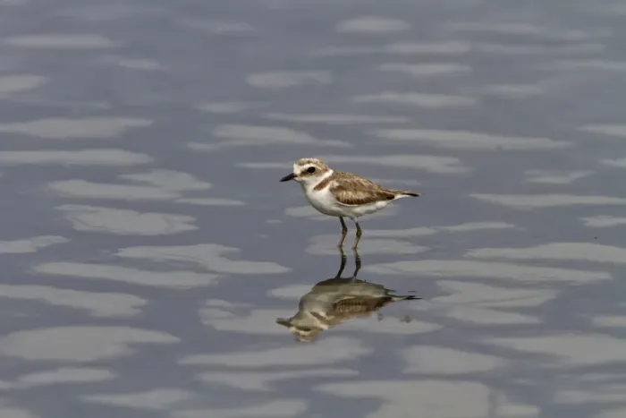 Framed Print : Kentish Plover, female summer. Coto Donana, Spain Framed Print : Kentish Plover, female summer. Coto Donana, Spain