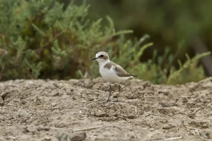 Framed Print : Kentish Plover, female summer. Coto Donana, Spain Framed Print : Kentish Plover, female summer. Coto Donana, Spain