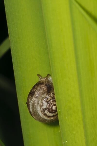 Kentish Snail (Monacha cantiana) adult, resting on Common Reed (Phragmites australis) leaf, Wicken Fen, Cambridgeshire